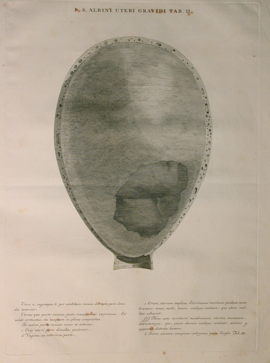Albinus, Uterus, Pl. II, Illustration aus 