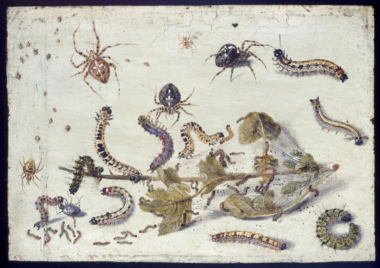 Verschiedene Spinnen und Raupen, mit einem Stachelbeerspross, frühe 1650er von Jan van Kessel the Elder