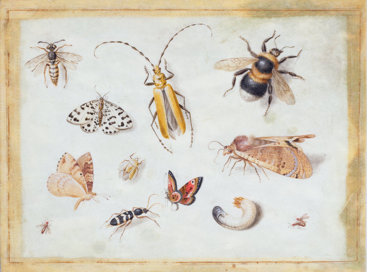 Eine Studie von Schmetterlingen und anderen Insekten von Jan van Kessel the Elder