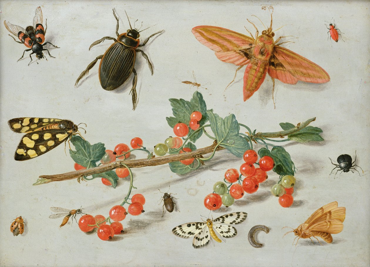 Ein Zweig roter Johannisbeeren mit einem Elefantenfalter, einem Magpie-Motte und anderen Insekten, 1657 von Jan van Kessel the Elder