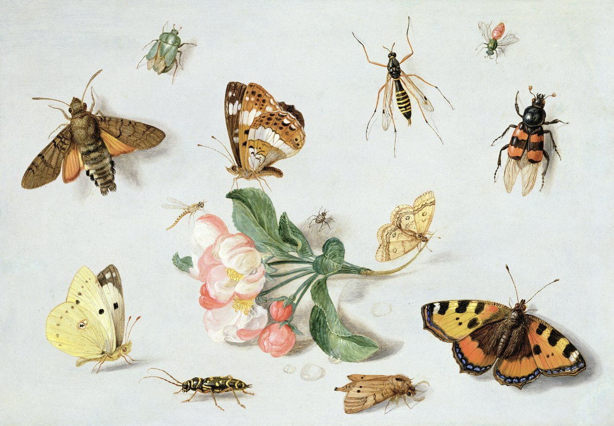Schmetterlinge, Motten und andere Insekten mit einem Zweig Apfelblüten von Jan van Kessel the Elder