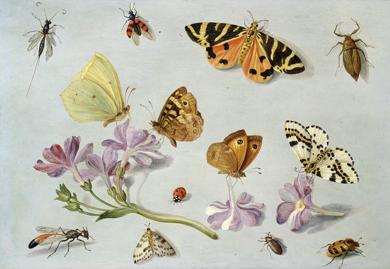 Schmetterlinge, Motten und andere Insekten mit einem Zweig Immergrün von Jan van Kessel the Elder
