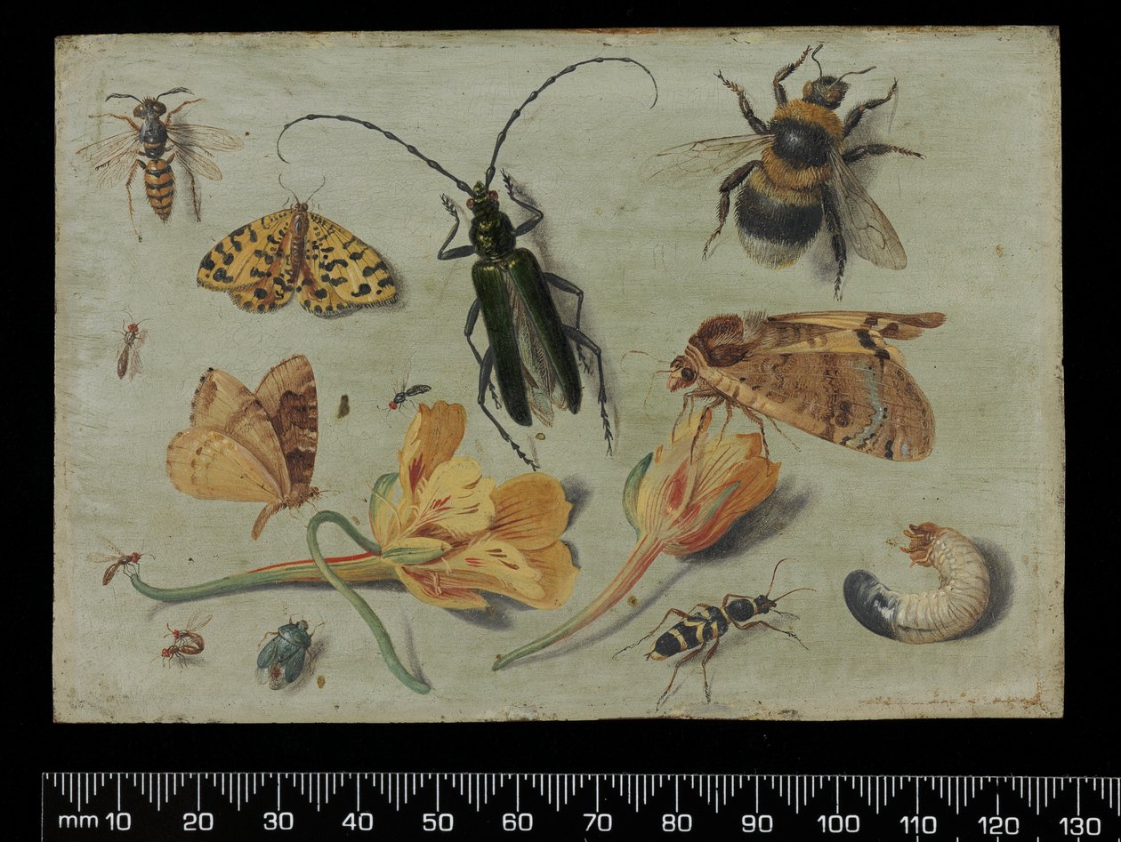Insekten von Jan van Kessel the Elder