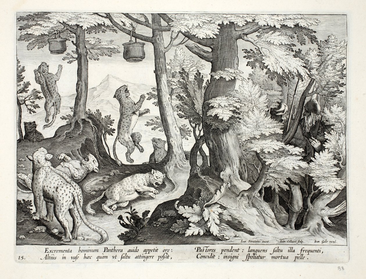 Gierige Panther fressen menschlichen Kot, der von Hirten an Bäumen aufgehängt wurde, und sterben, Illustration aus 