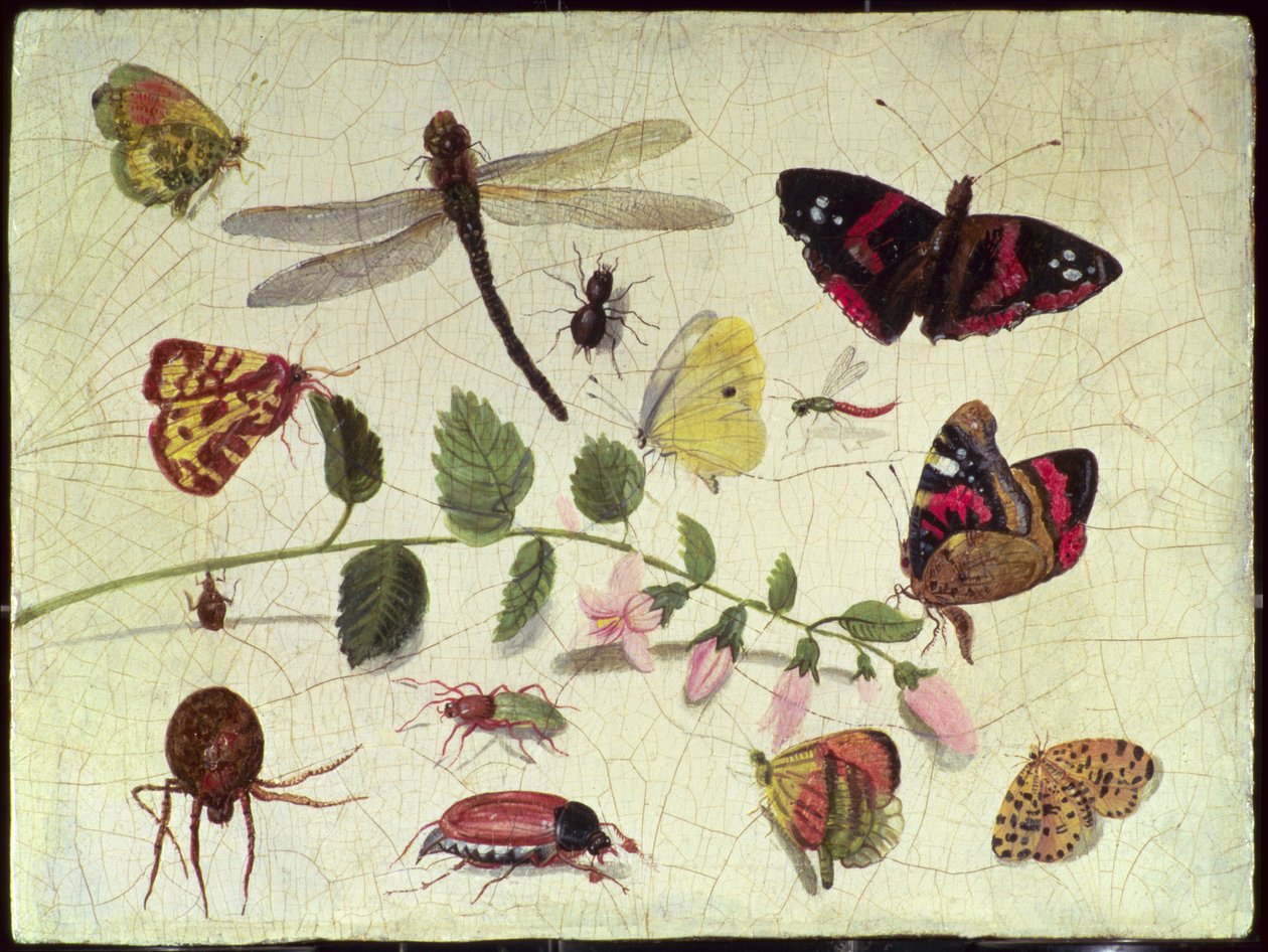 Schmetterlinge, Insekten und Blumen von Jan van Kessel the Elder