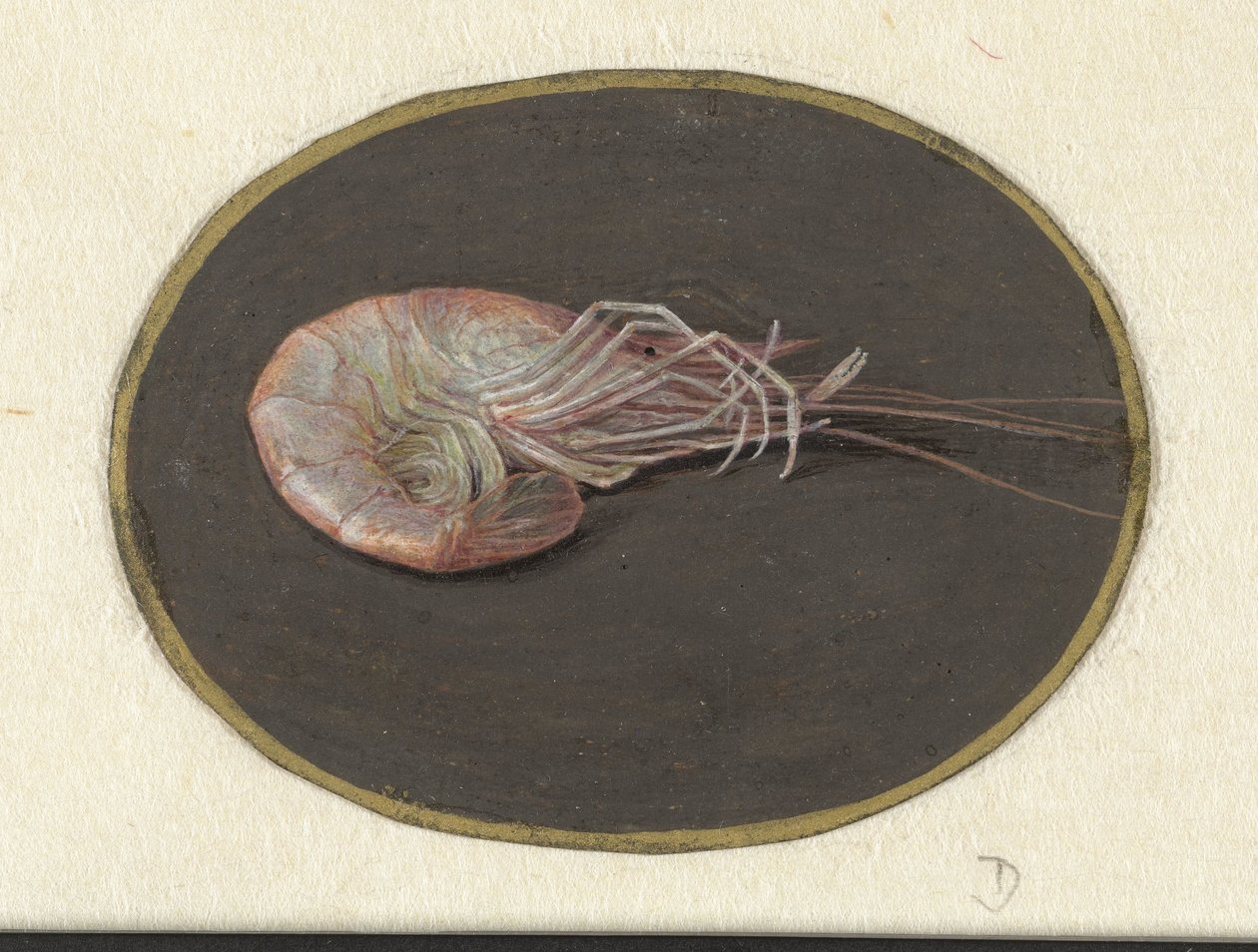Garnele von Jan Augustin van der Goes
