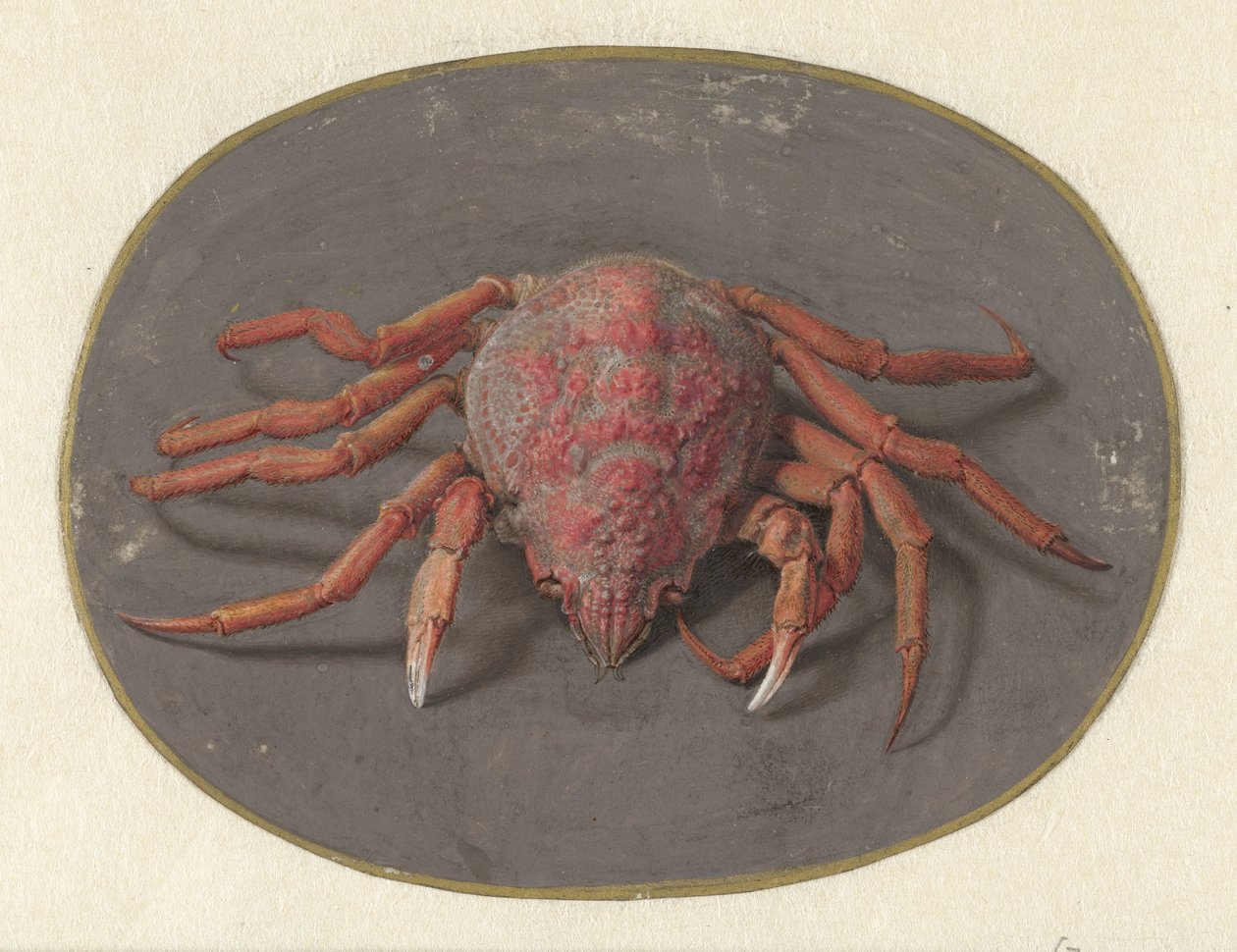 Krabbe von Jan Augustin van der Goes