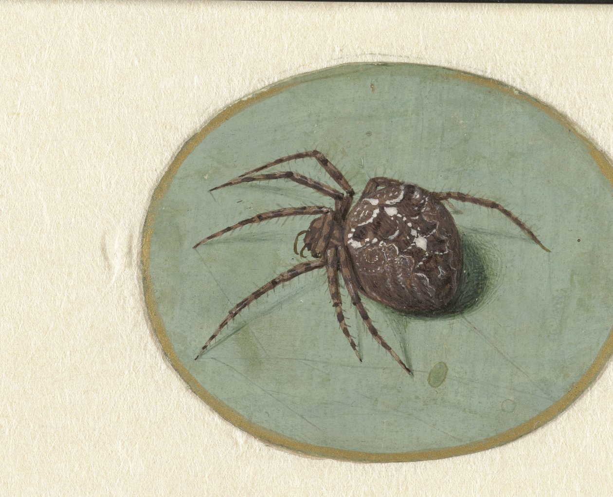 Spinne von Jan Augustin van der Goes