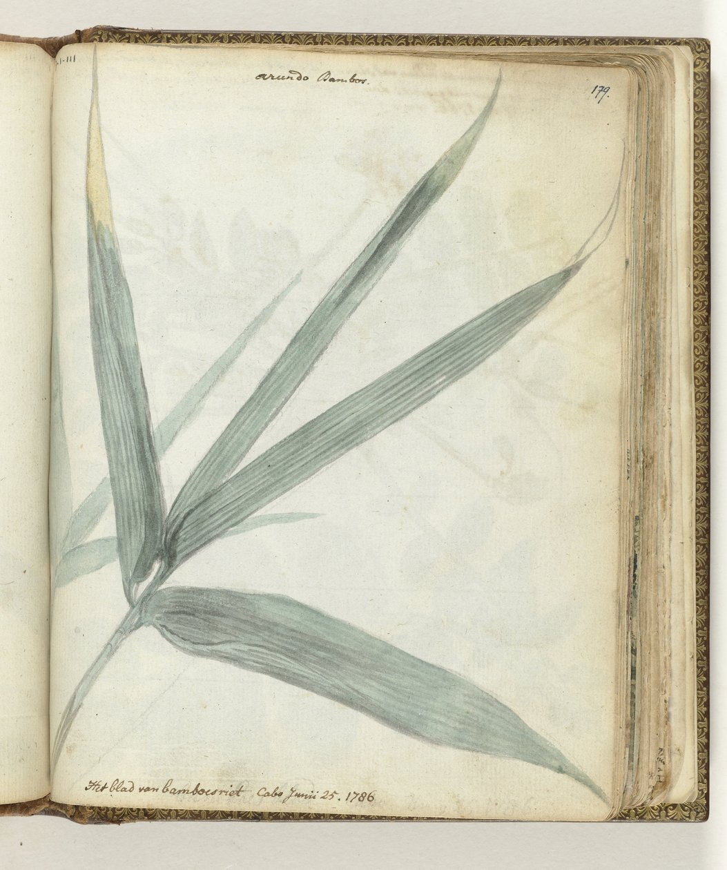 Das Blatt des Bambusrohrs von Jan Brandes