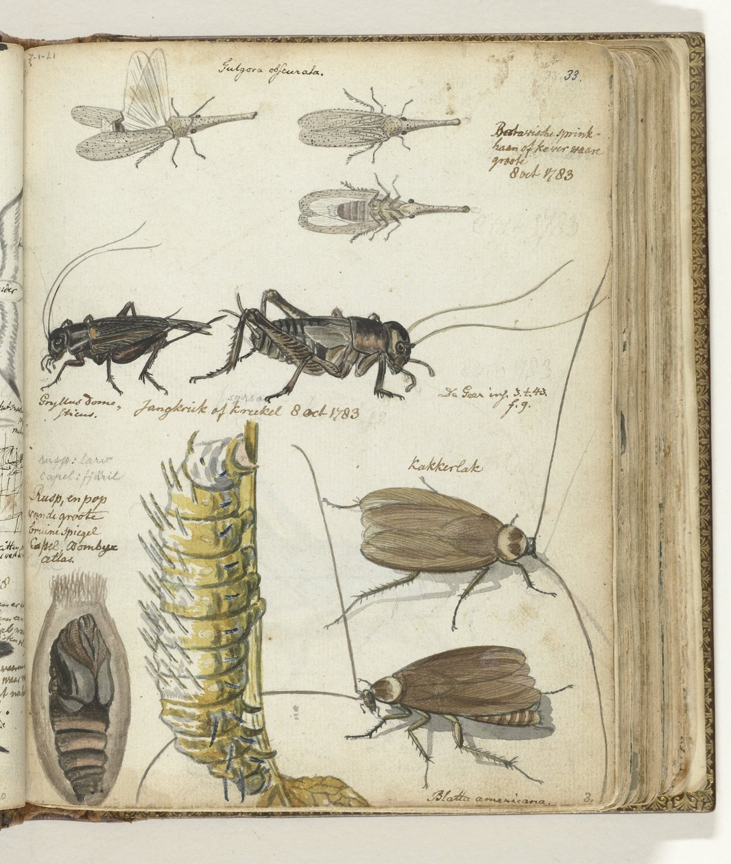 Insekten von Jan Brandes