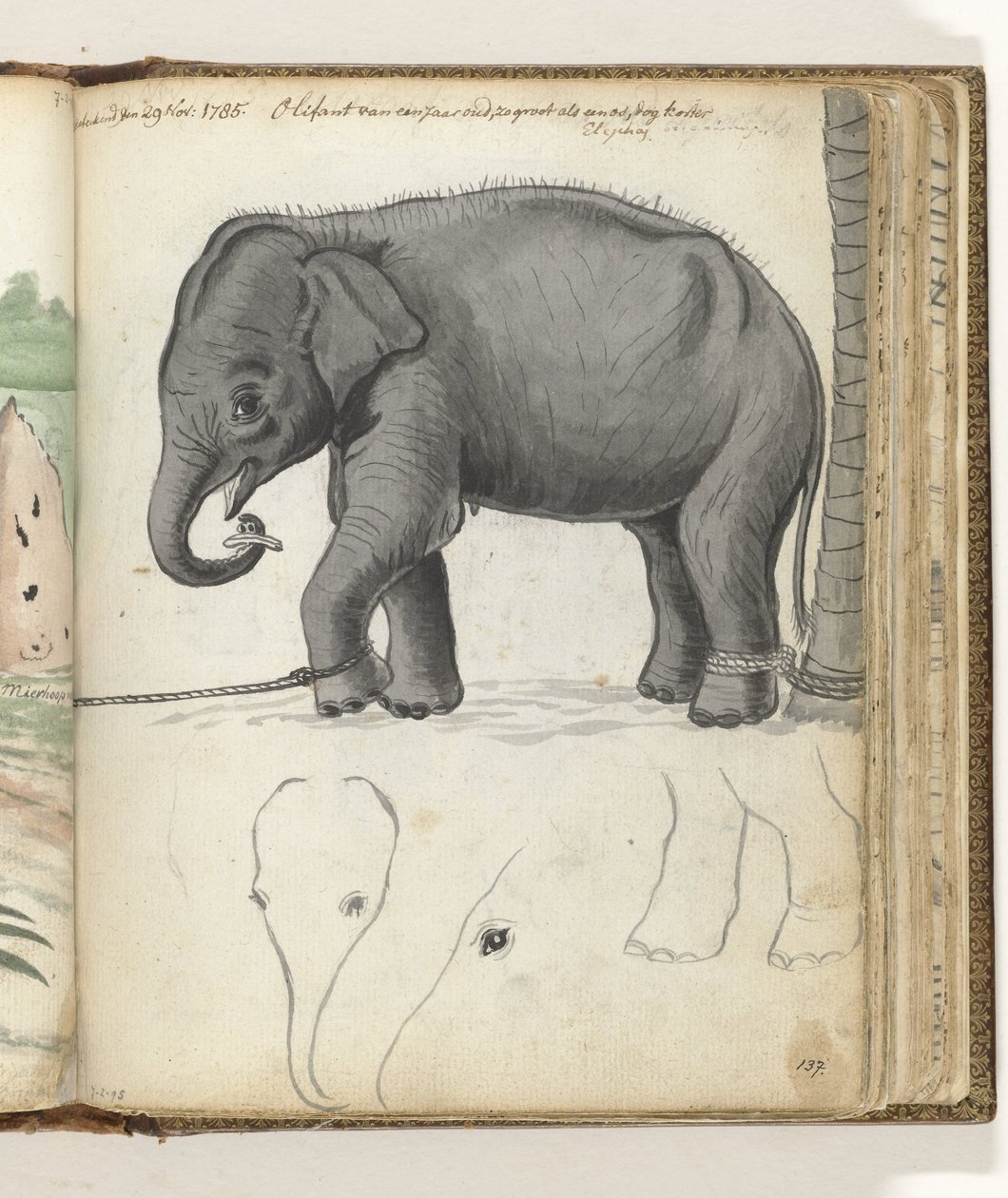 Junger Elefant am Baum von Jan Brandes