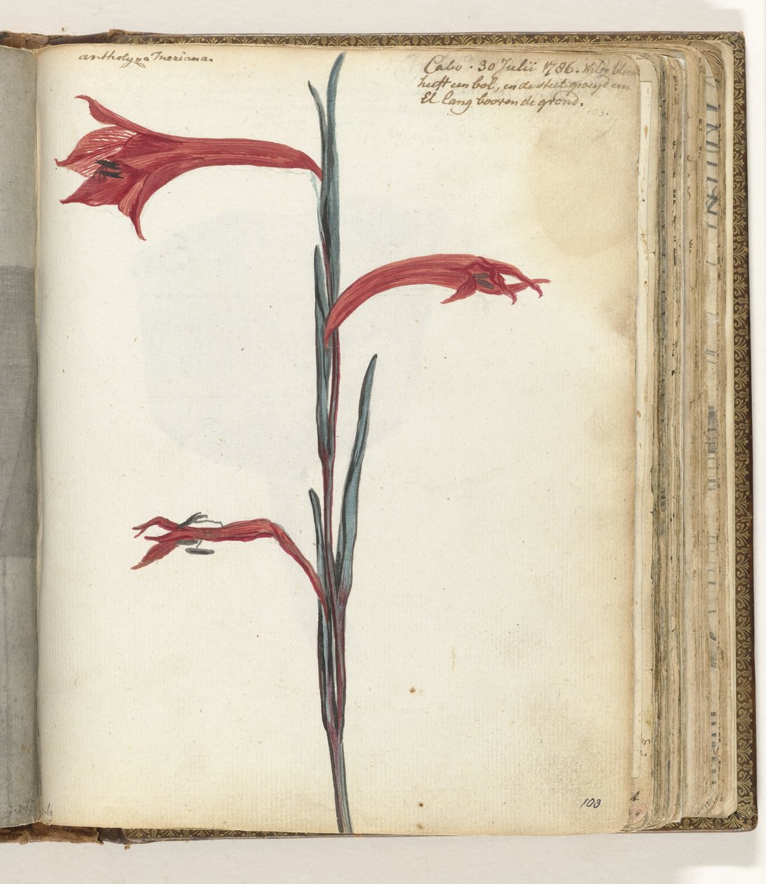 Kap-Blume von Jan Brandes