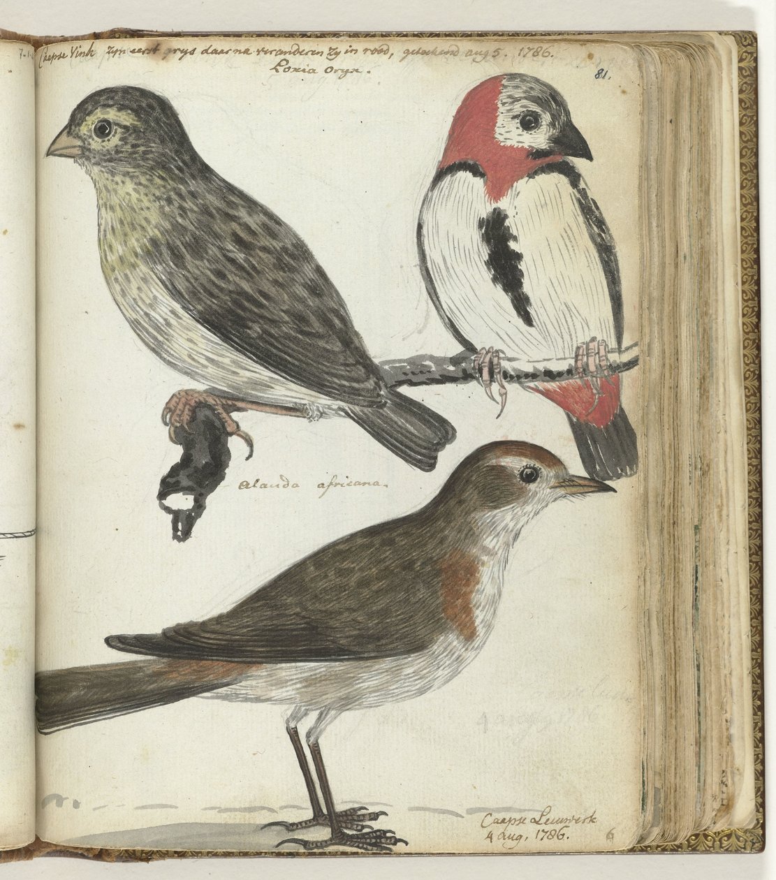 Kapvögel von Jan Brandes