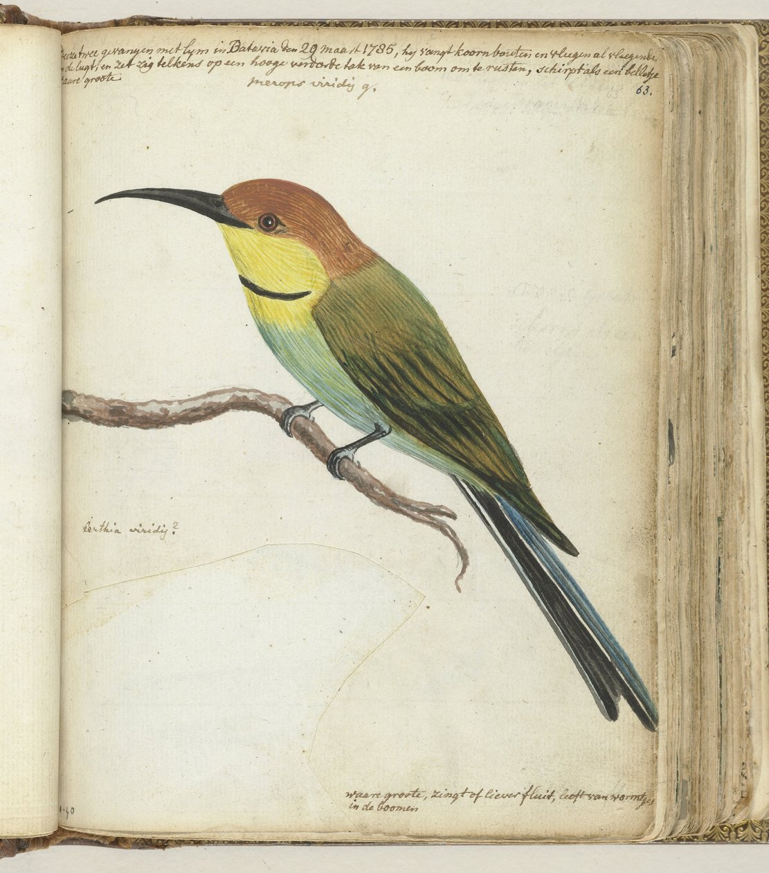 Kleiner Vogel auf einem Ast von Jan Brandes