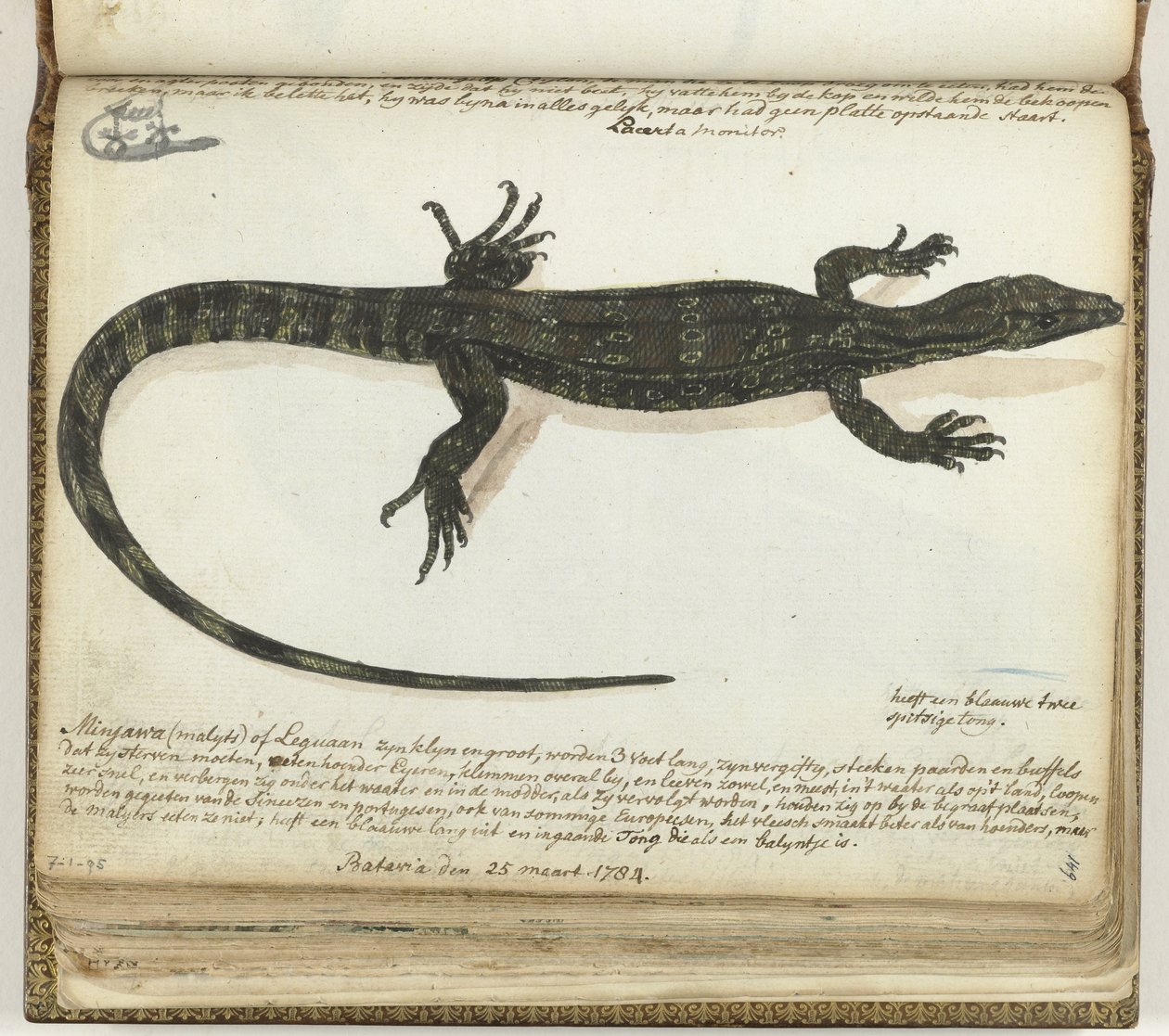 Minjawa oder Leguan von Jan Brandes