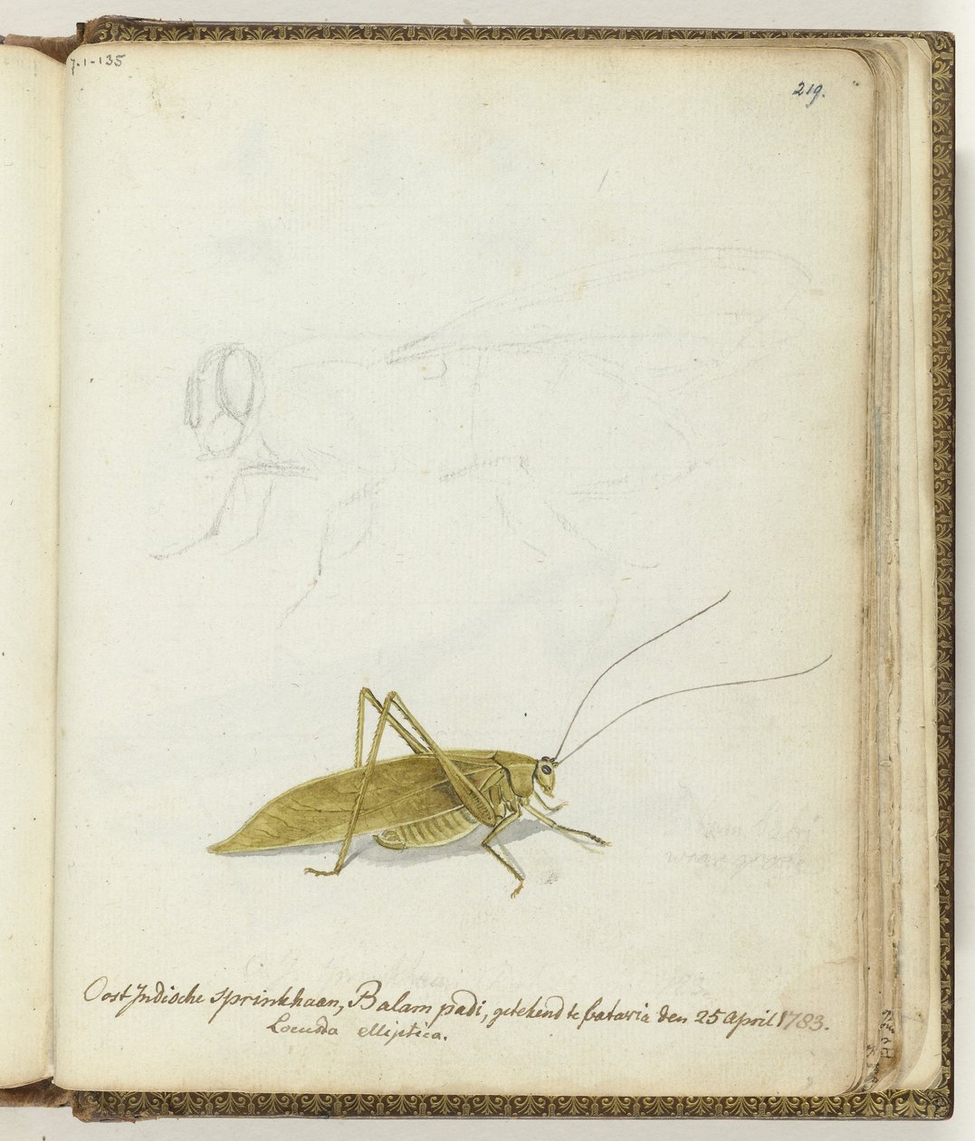 Ostindische Heuschrecke von Jan Brandes