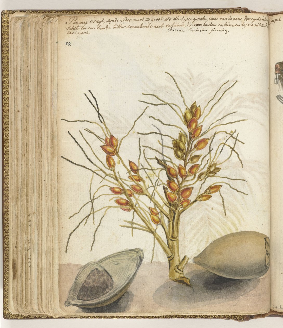 Pinangfrüchte von Jan Brandes