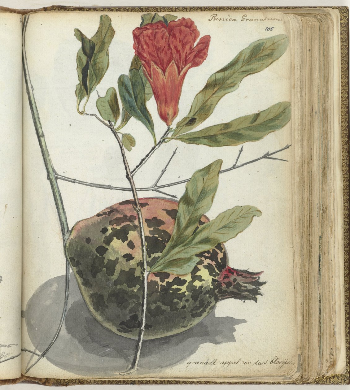 Granatapfel von Jan Brandes