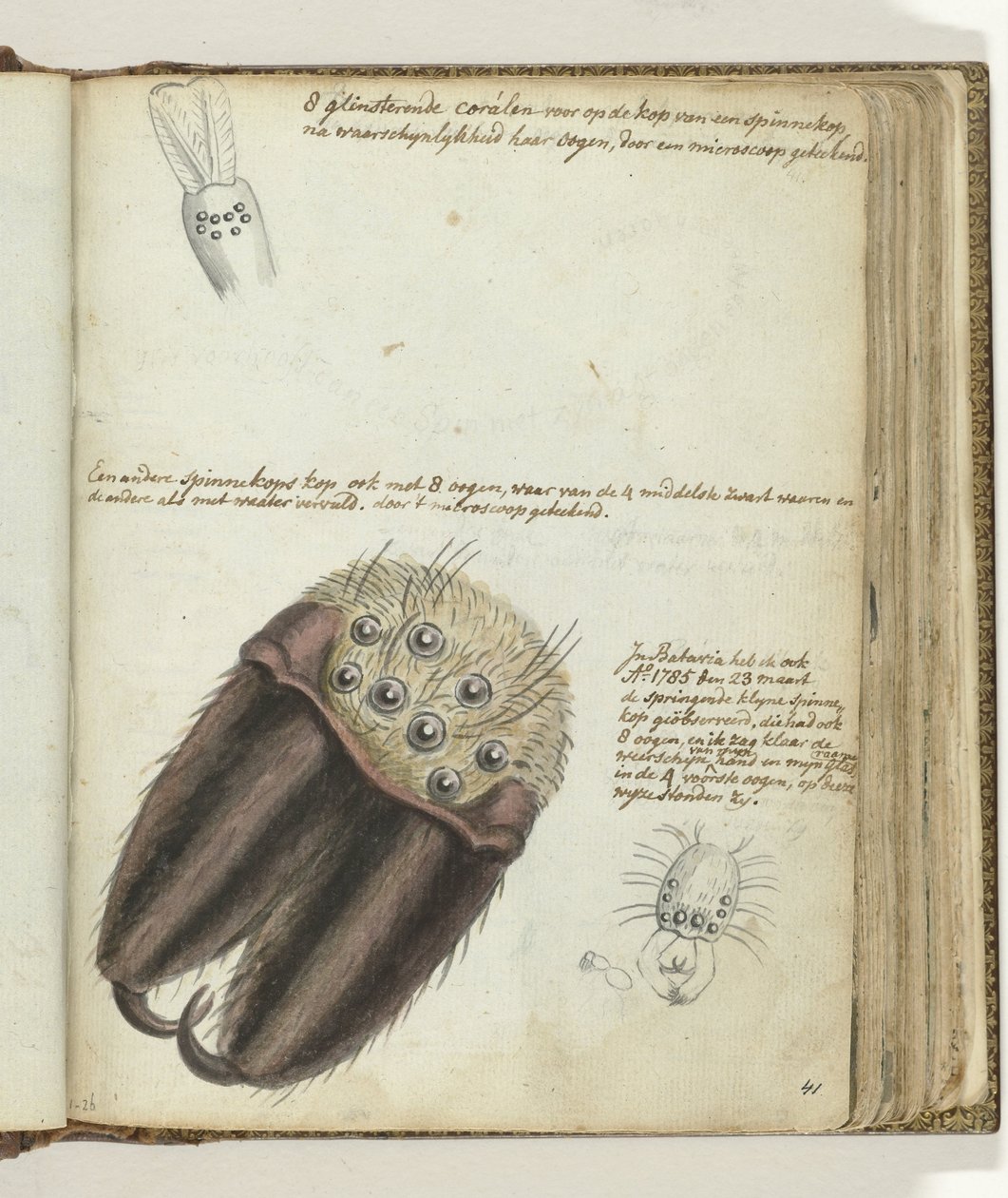 Spinnenköpfe von Jan Brandes
