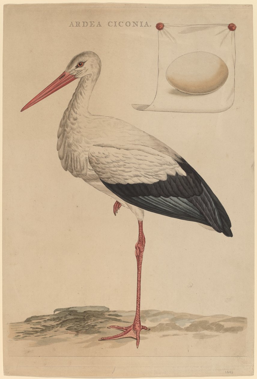 Der Weißstorch von Jan Christiaan Sepp