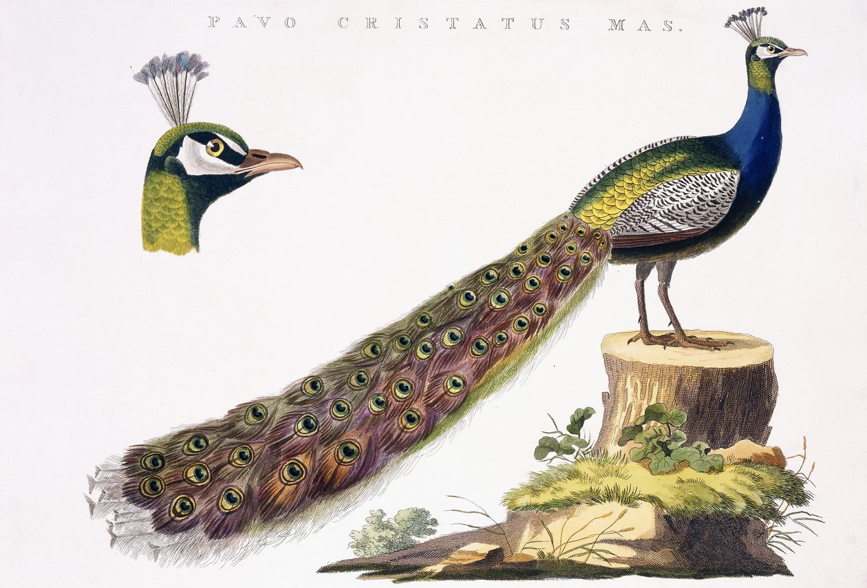 Pfau, ca. 1809-1829 von Jan Christiaen Sepp