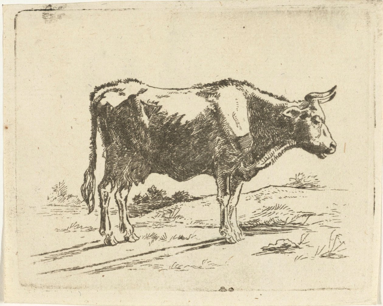 Stehende Kuh von Jan Dasveldt