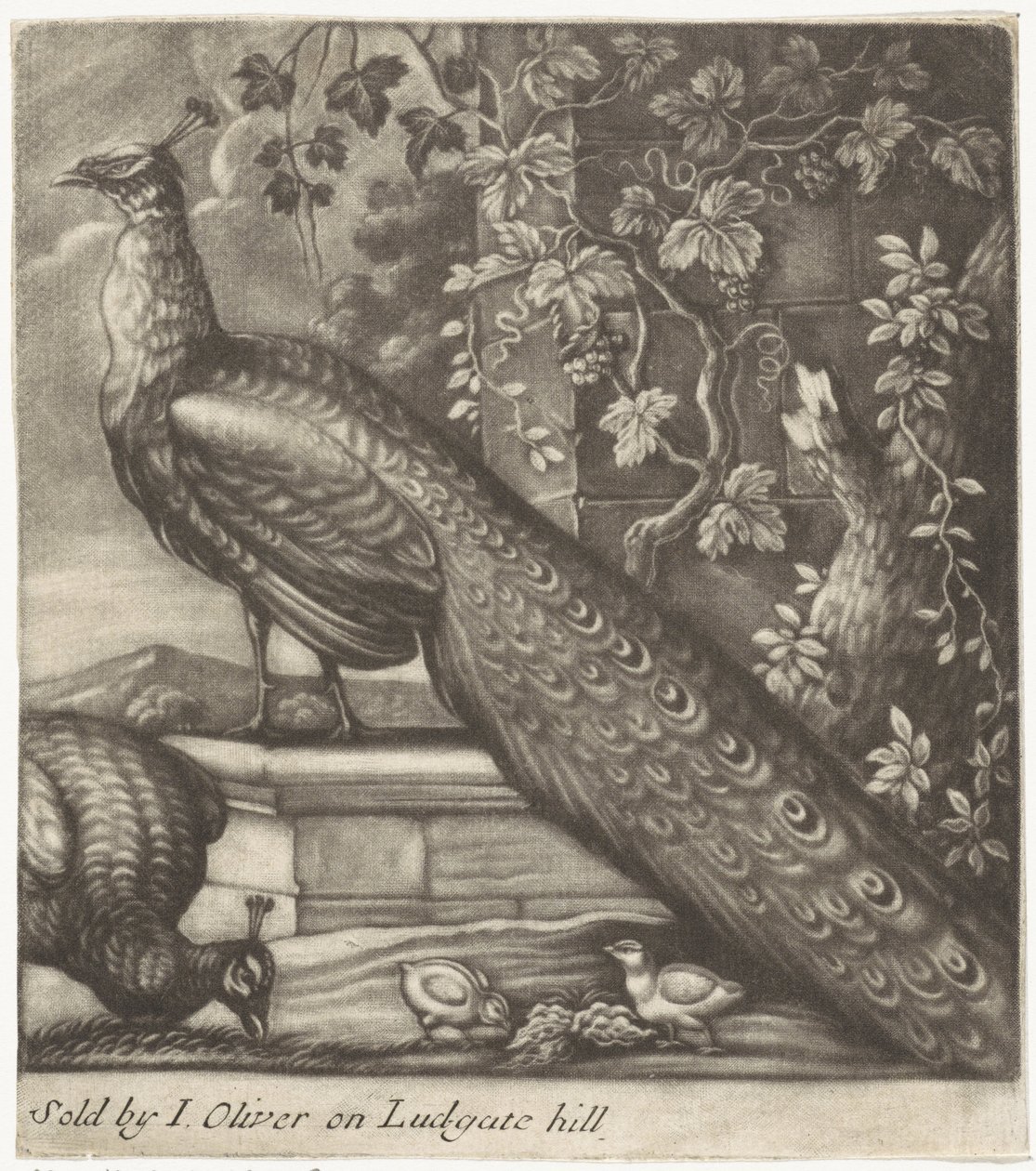 Pfauen von Jan Griffier (I)