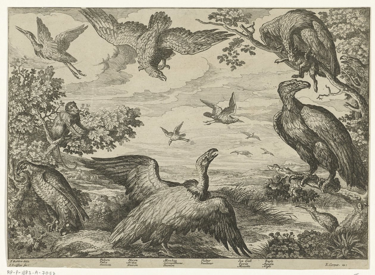 Verschiedene Vögel und ein Affe von Jan Griffier (I)