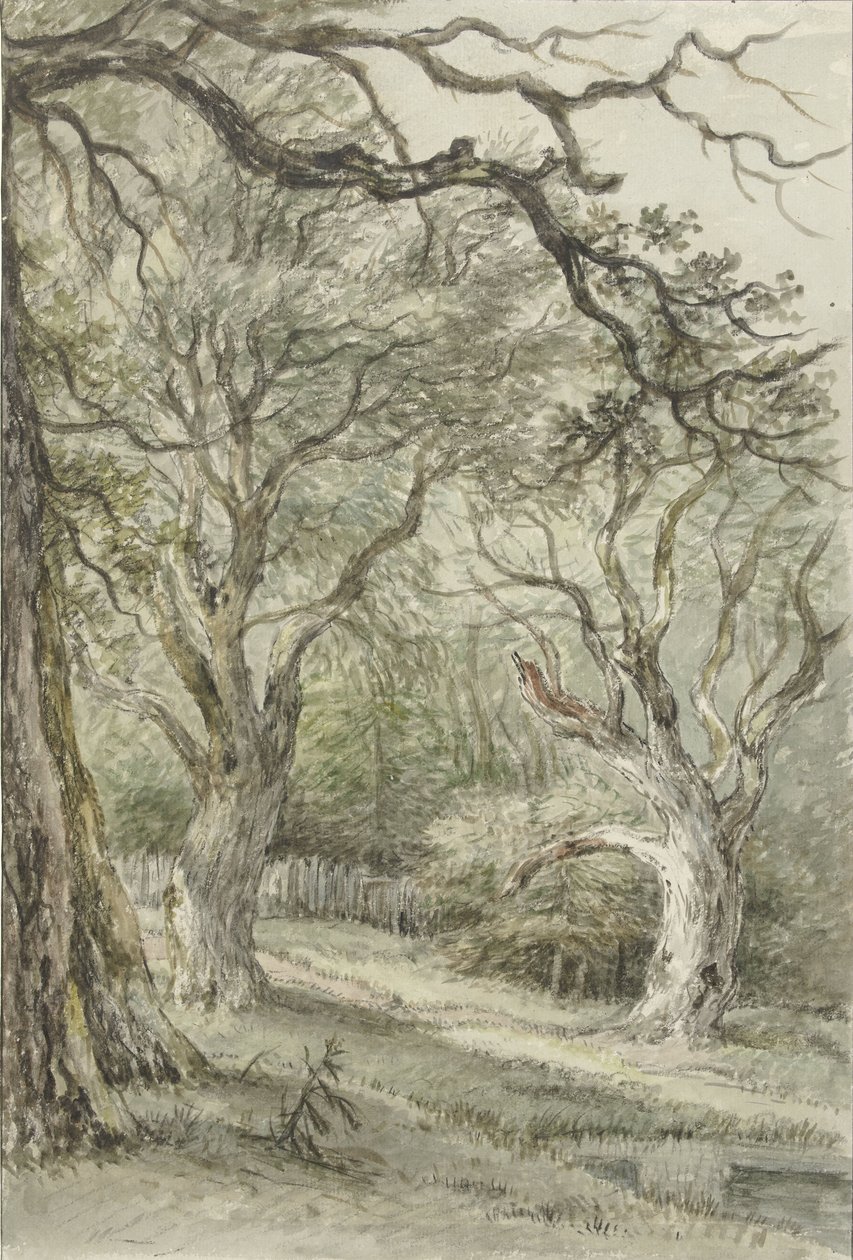 Waldansicht von Jan Hulswit