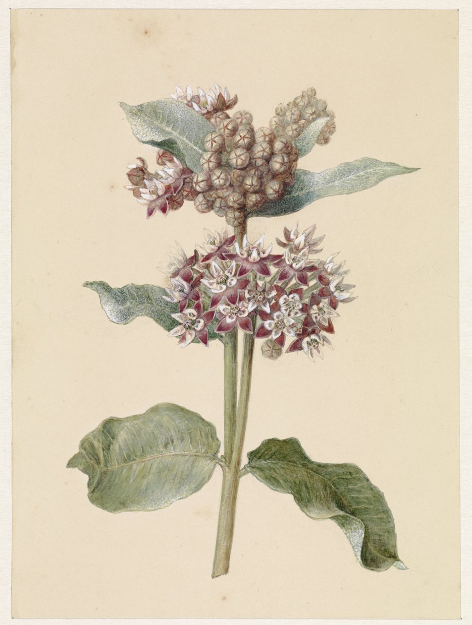 Blühende Asclepias-Arten von Jan Jacob Goteling Vinnis