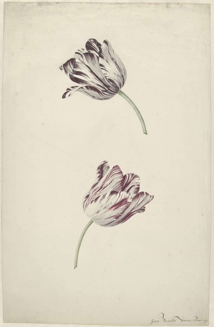 Zwei rot-weiße Tulpen von Jan Jansz. van der Vinne