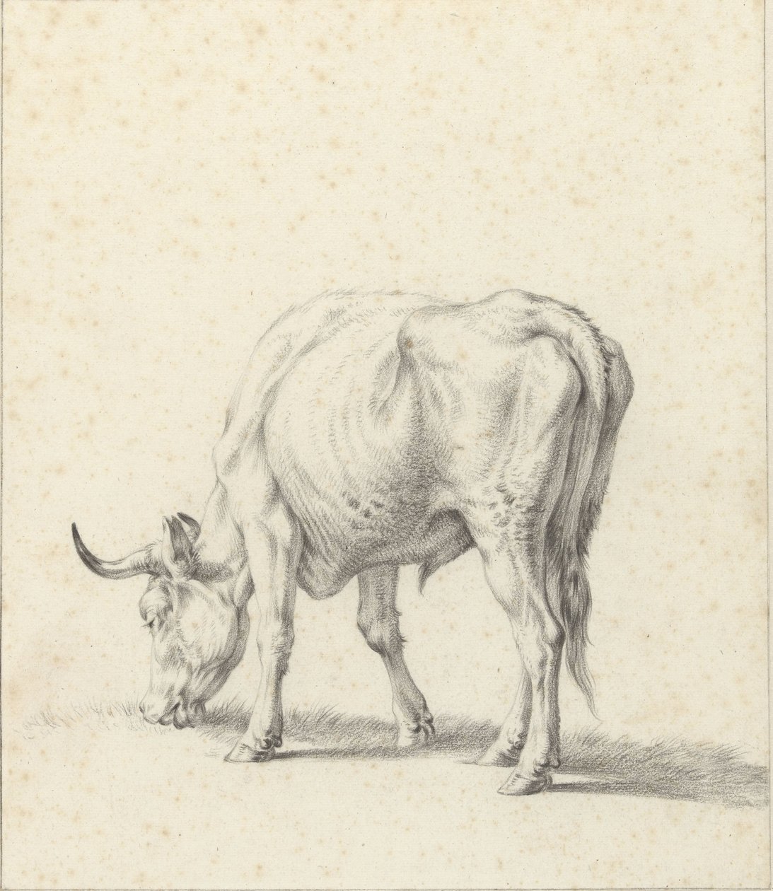 Weidender Stier von Jan Kobell (II)