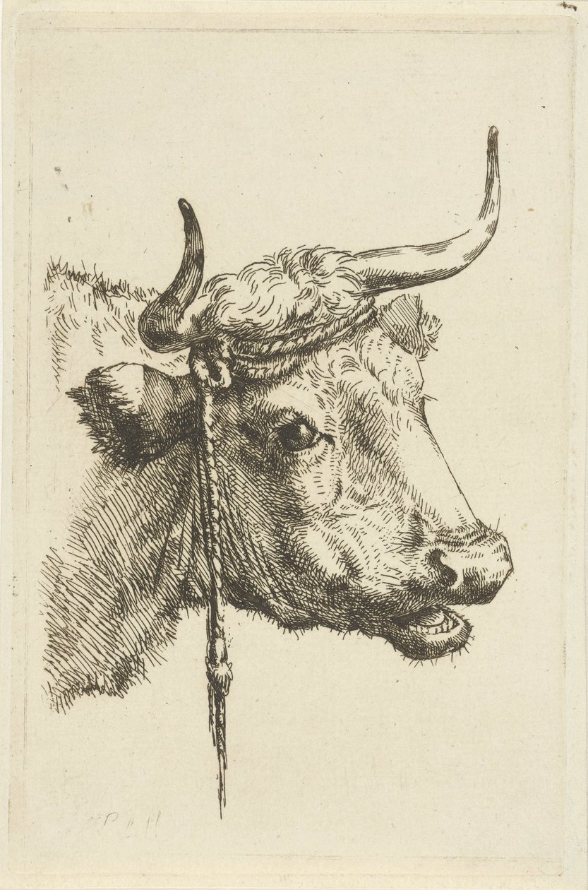 Kopf einer Kuh von Jan Kobell (II)