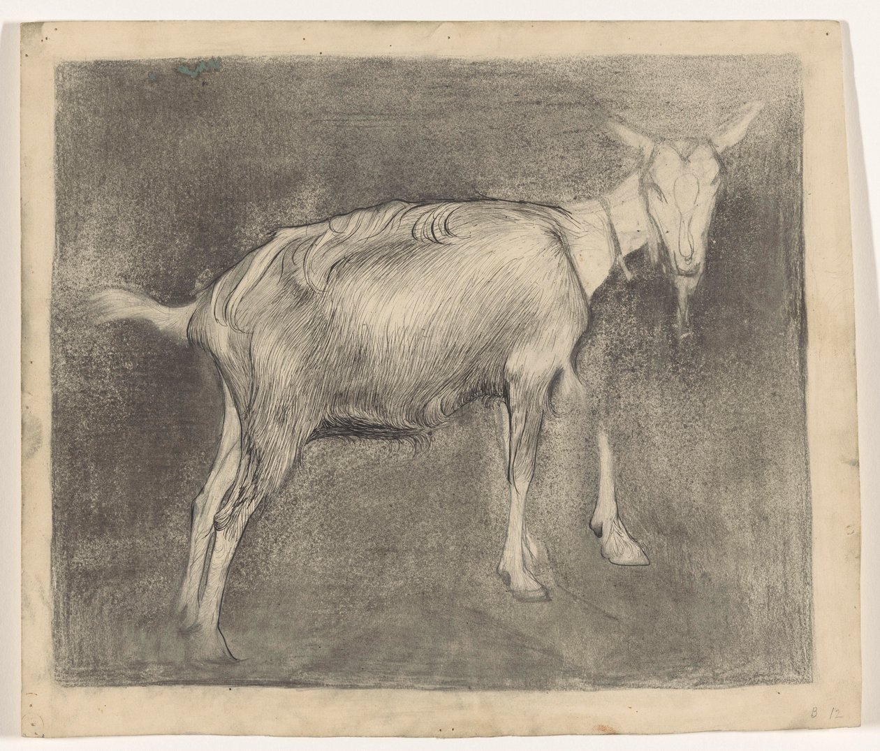 Stehende Ziege von Jan Mankes
