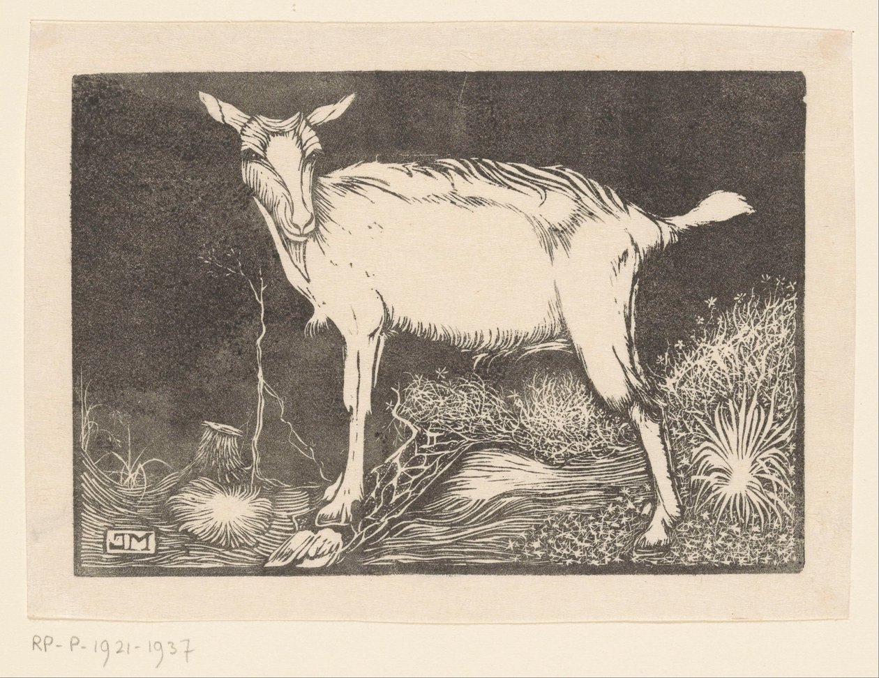 Weiße Ziege von Jan Mankes