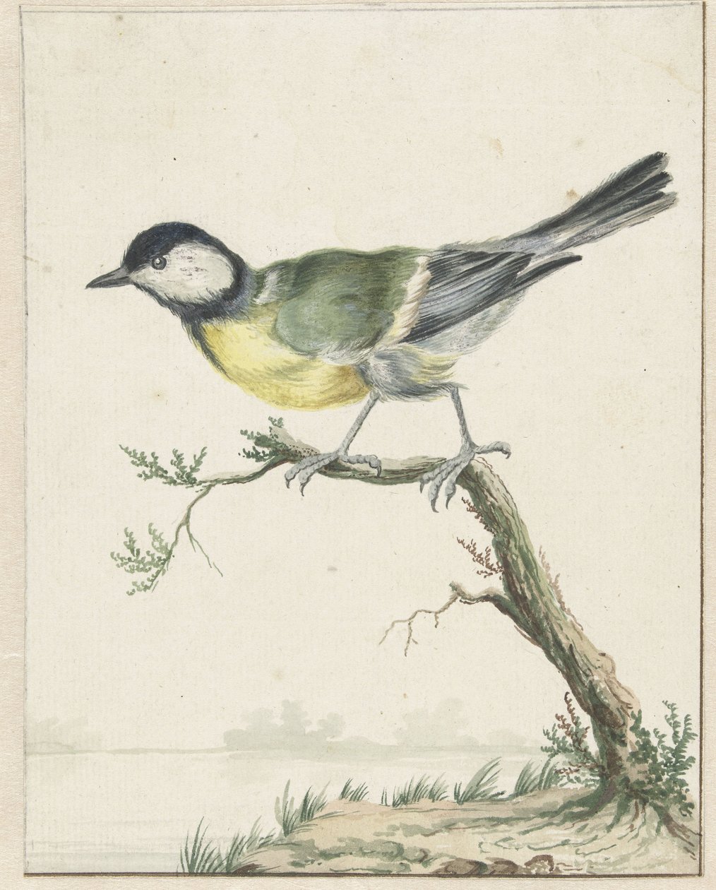 Kohlmeise von Jan Baptist Weenix