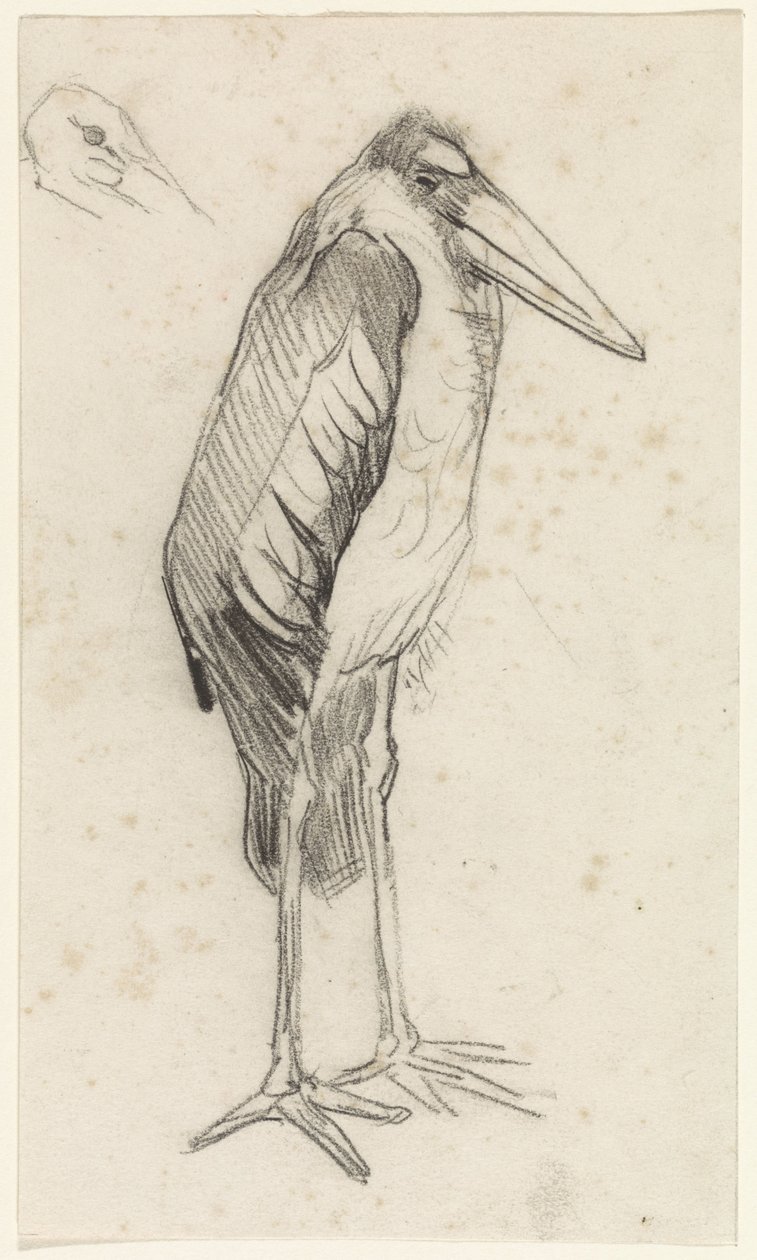 Marabu von Jan van Essen