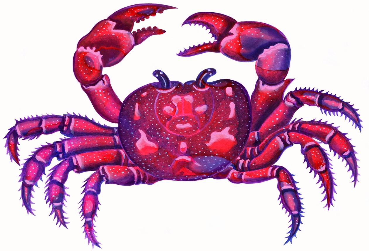 Krebs der Krabbe von Jane Tattersfield