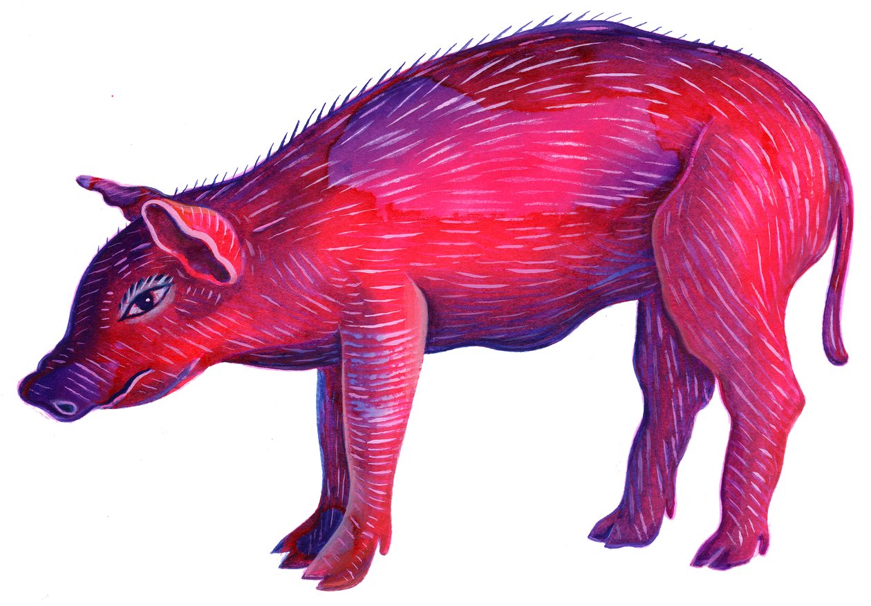 Schwein von Jane Tattersfield