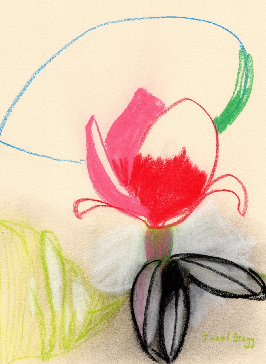Magnolie in Farbe von Janel Bragg