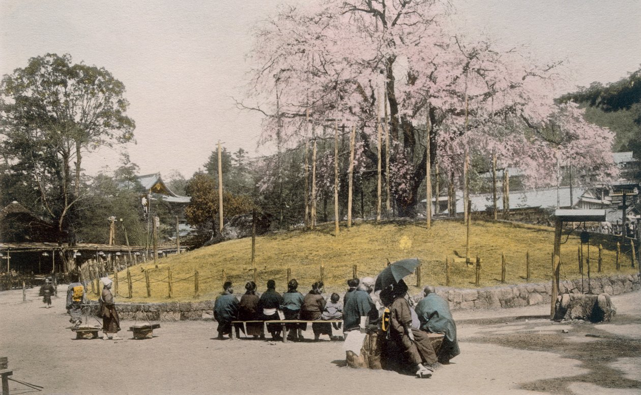 Der berühmte Kirschbaum in Maruyama, Kyoto von Japanese Photographer