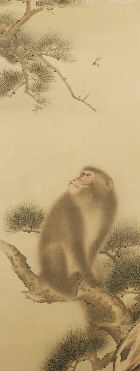 Affe beobachtet eine Libelle von Japanese School