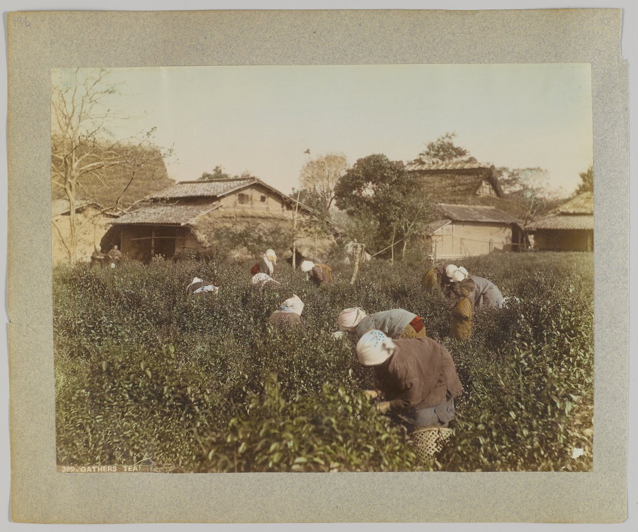 Teepflücken, Japan von Japanese Photographer