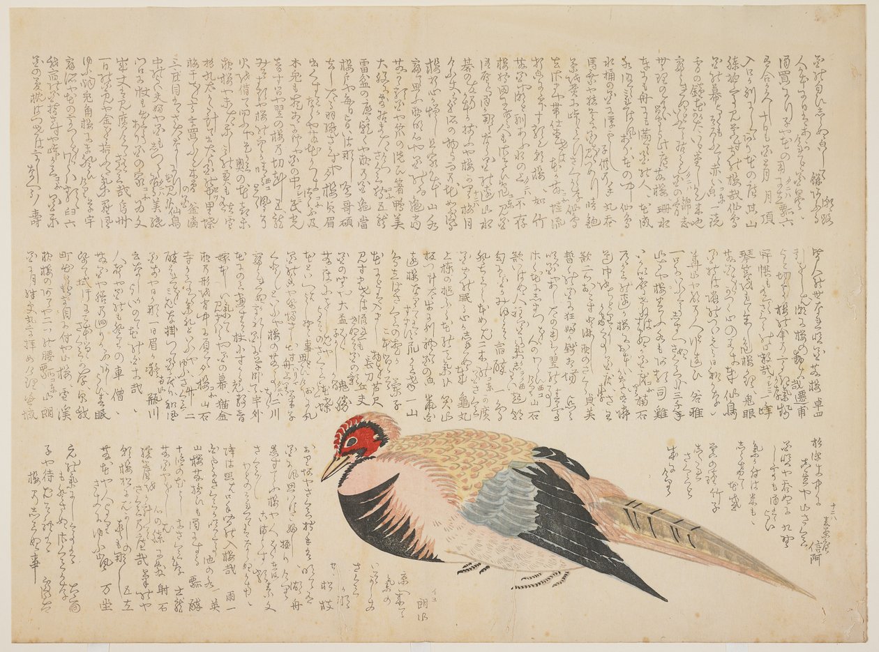 Fasan, um 1818-29 von Japanese School