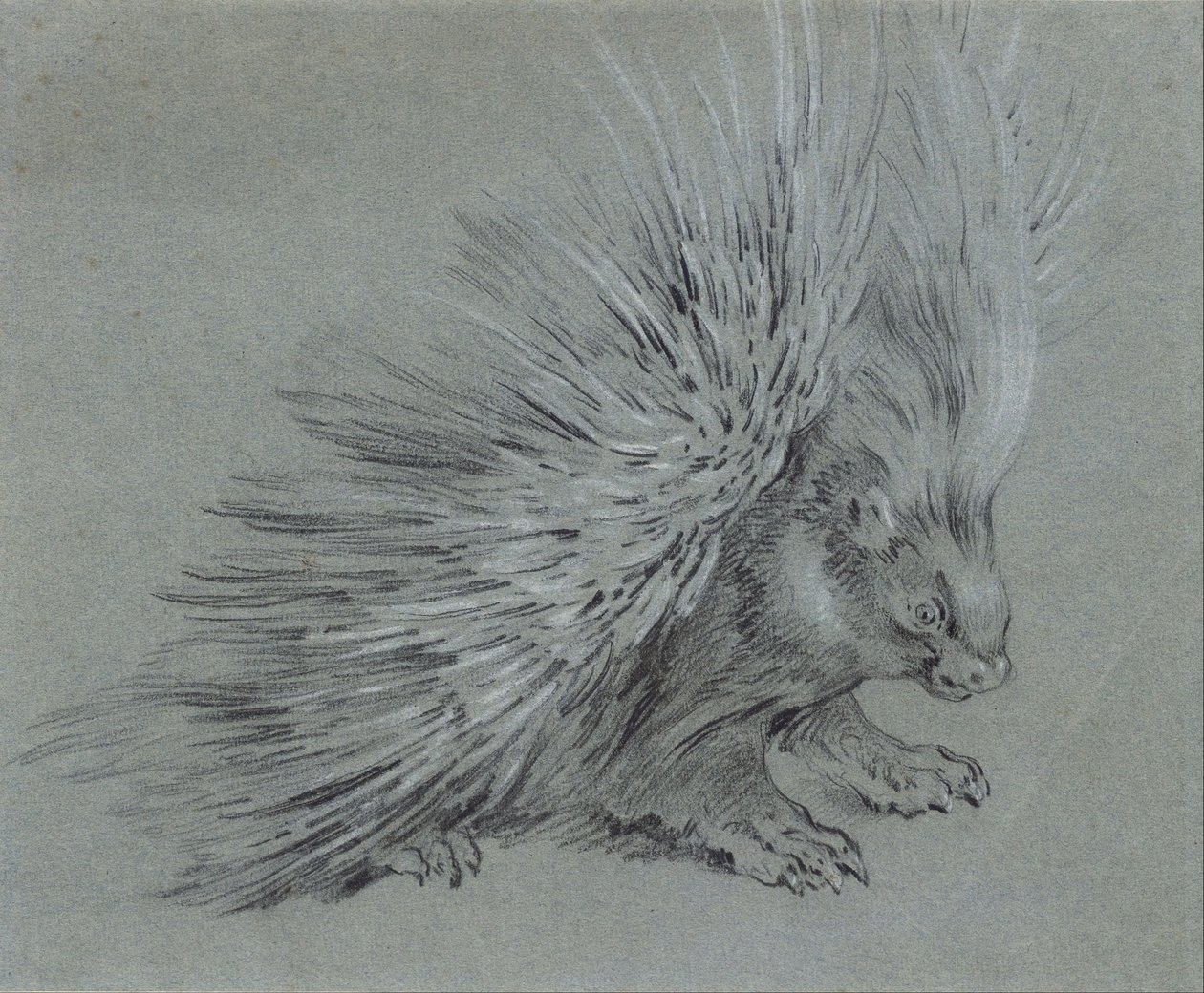Stachelschwein von Jean Baptiste Oudry