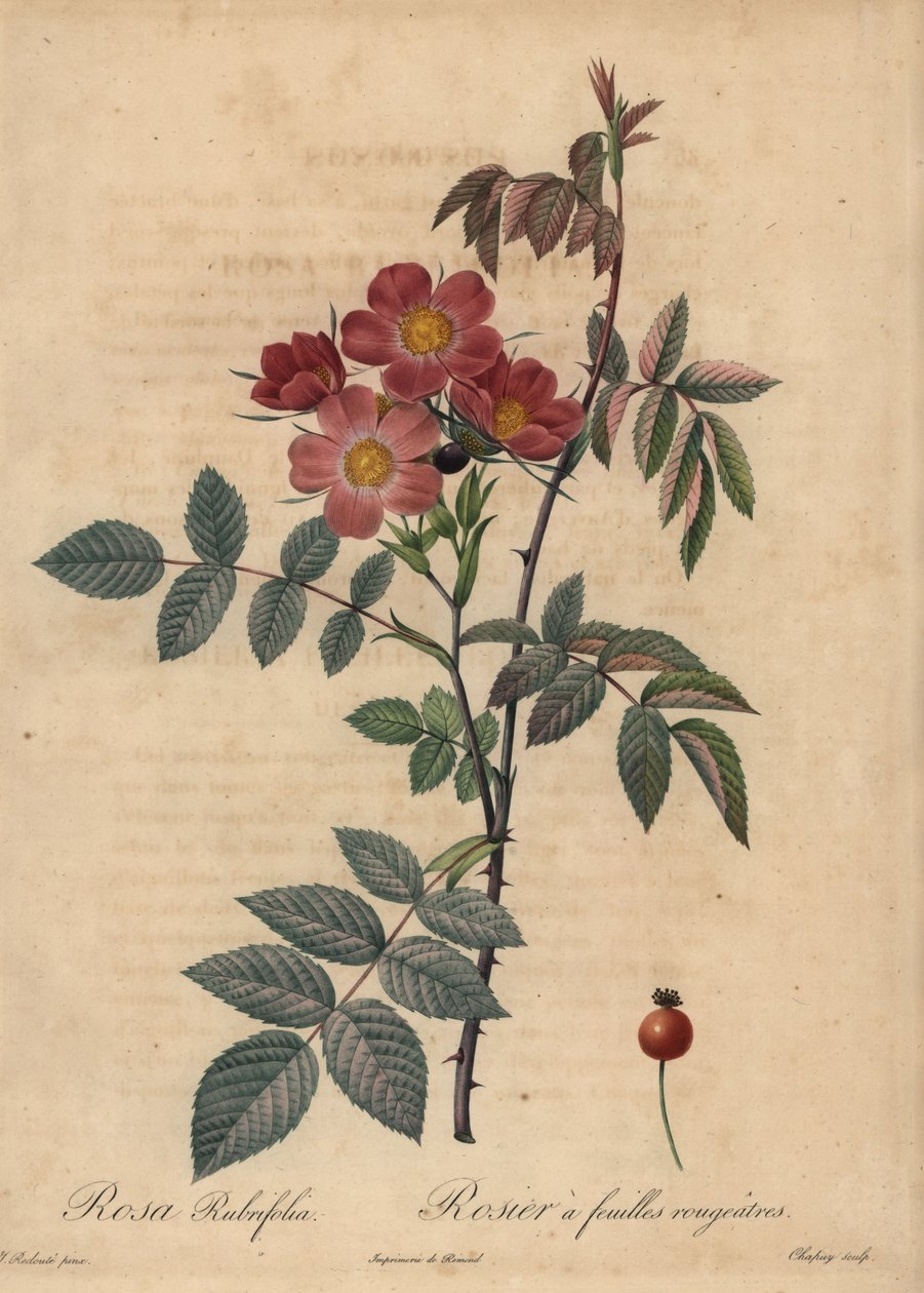 Rotblattrose, Rosa glauca von Jean Baptiste Chapuy