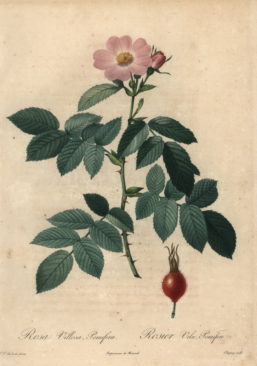 Rosa Apfelrose, Rosa villosa. von Jean Baptiste Chapuy