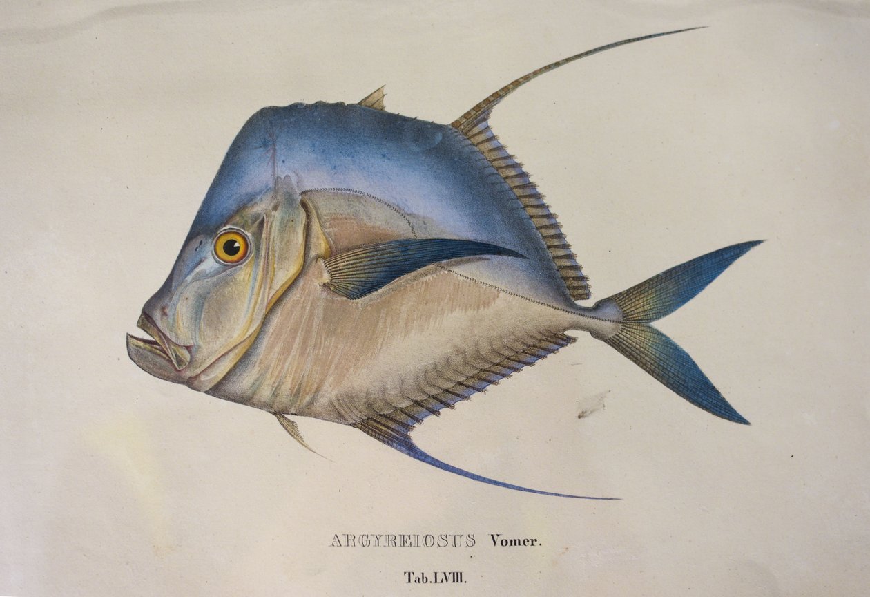 Argyreiosus vomer von Jean Baptiste Debret