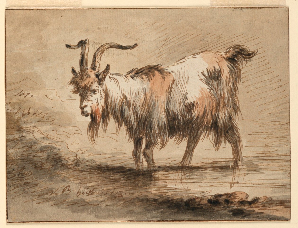 Zeichnung, Studie einer Ziege von Jean Baptiste Huet