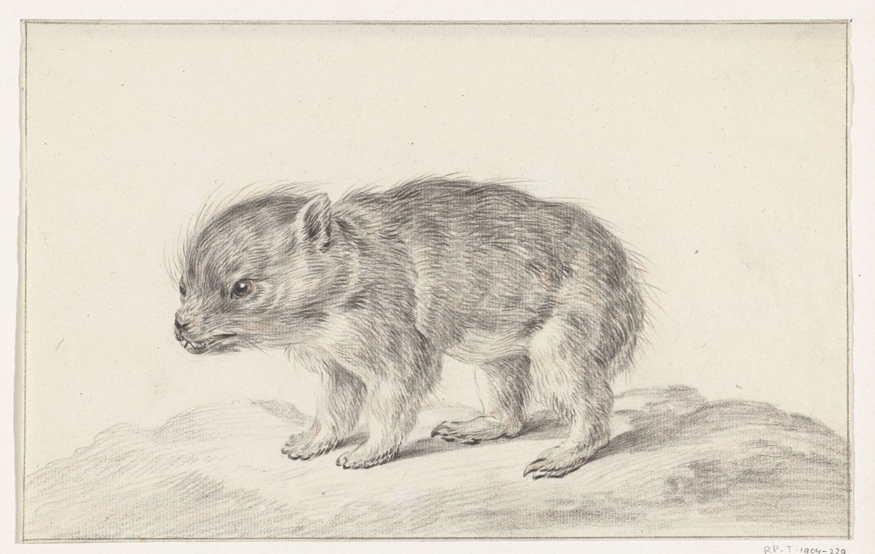 Junges Bärchen (?) von Jean Bernard